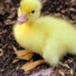 Meet your Posher, Kamia